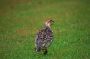02KeaLani - 15 * Gray Francolin